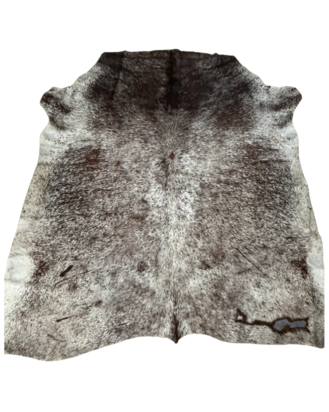 Nguni no.5462- AA Superior Grade