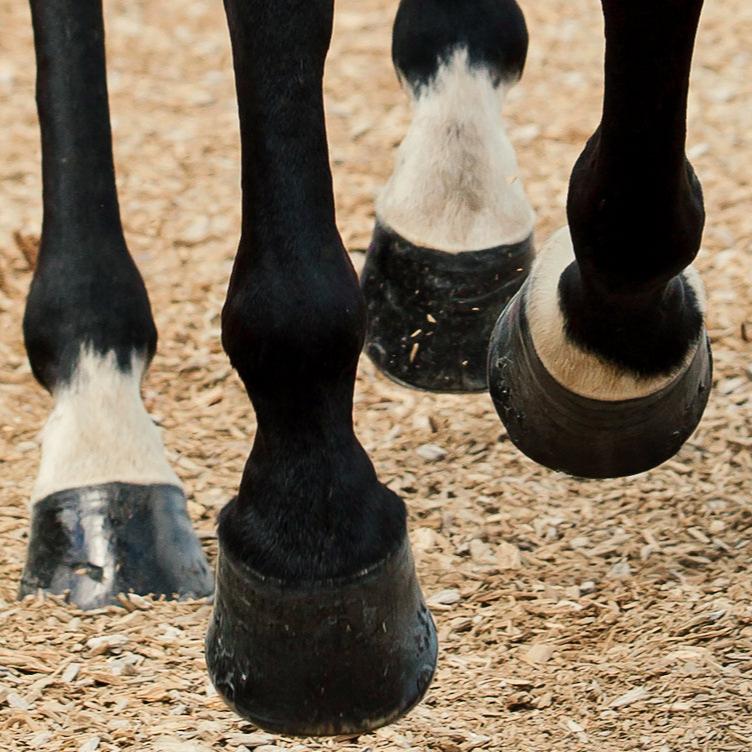 TRM Hoofmaker Pellets