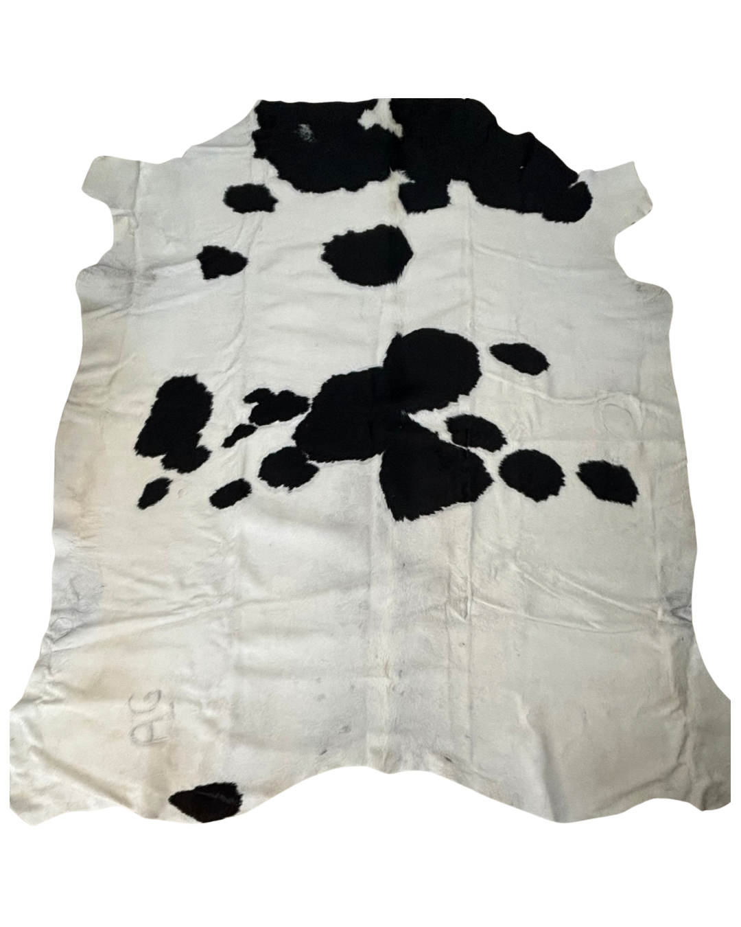 Nguni no.4196- B Grade