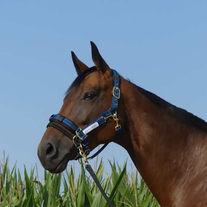 Stubben LK Controller for Stable Halter