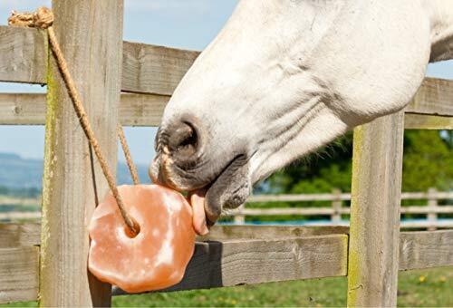 Himalayan Salt Lick