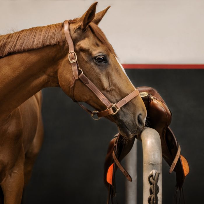 Stubben Stable Halter NT